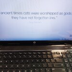 Uczniowie oglądają filmik o historii kotów