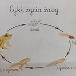 Cykl życia żaby