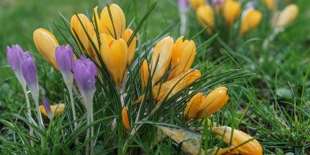 krokusy