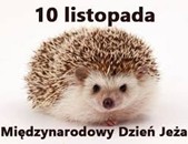 jeż i napis 10 listopada Międzynarodowy Dzień Jeża