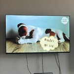 fragment filmu o psim języku
