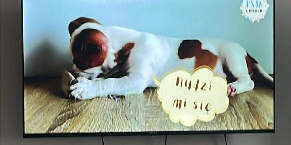 fragment filmu o psim języku