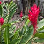 Alpinia purpurowa znana jako czerwony imbir