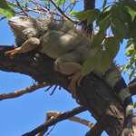 Iguana z bliska