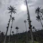 Niezwykle wysokie palmy woskowe w Dolinie Cocora