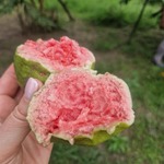 Soczysta gujawa bogata w witaminę C