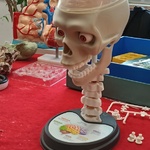 model czaszki wykonany przez uczniów