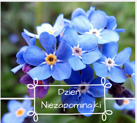 niezapominajki