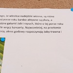 zdjęcie żaby i notatka o płazach