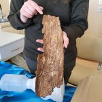 pani leśnik pokazuje na przykładzie kawałka drzewa ślady pozostawiane przez korniki
