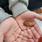 na dłoniach leży nasiono
