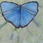 błękitny motyl