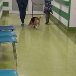 Spacer z Vivą